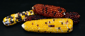 fake corn