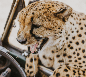 Cheetah Drooling
